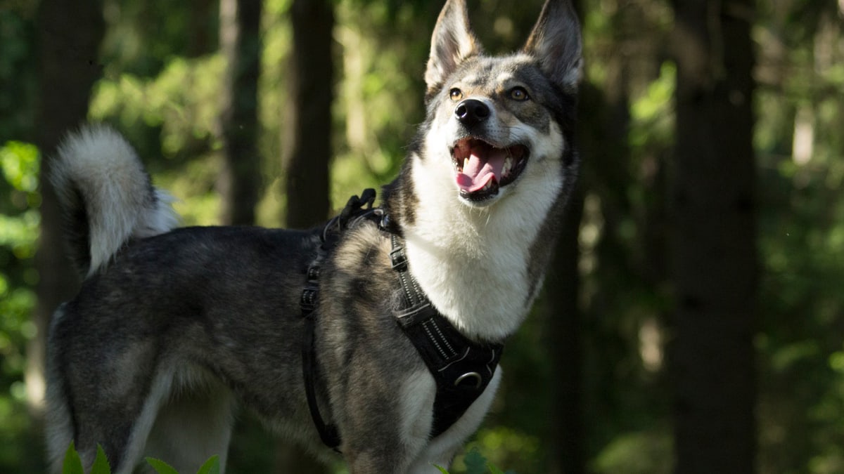 A West Siberian Laika enjoys a sunlit forest, perfectly captured in this dynamic dog portrait.